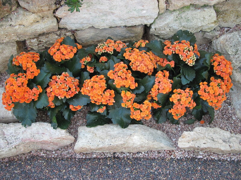 Orange Kalanchoe Plants
