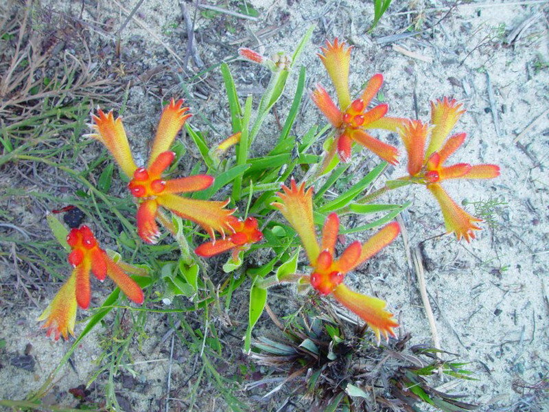 Orange Kangaroo Paw Flowers