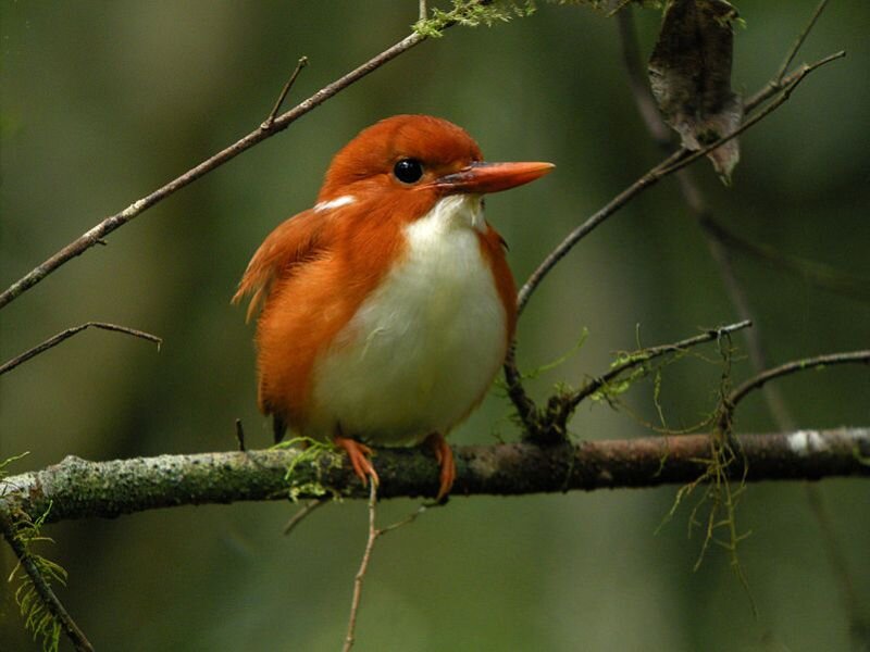 Orange Kingfisher Bird