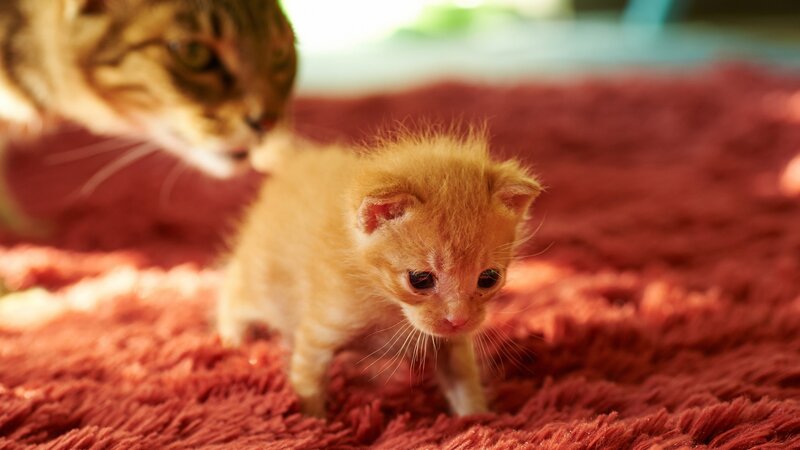 Orange Kitten and Adult Cat — Red