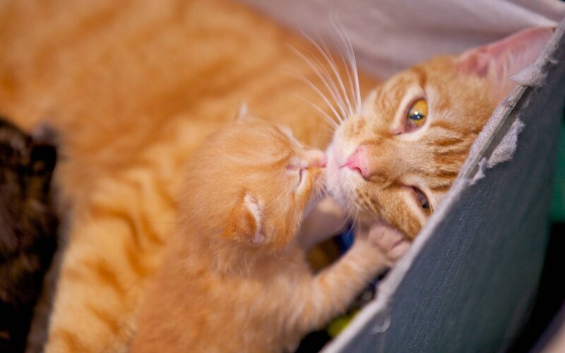 Orange Kitten and Adult Cat