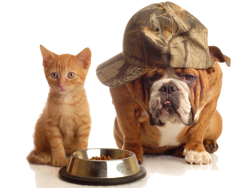 Orange Kitten and Bulldog