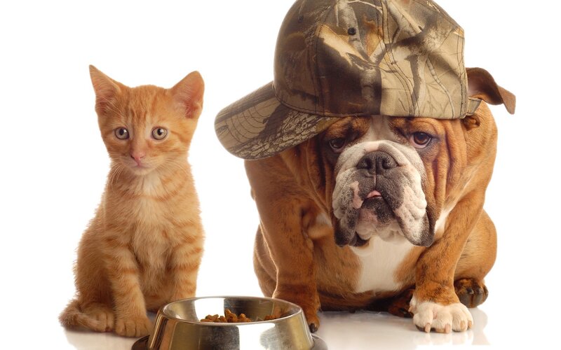 Orange Kitten and Bulldog — White, Neutral, Photograph, Dog, Hat