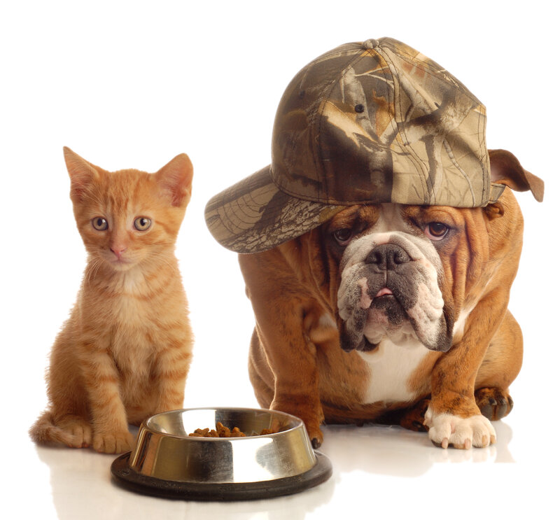 Orange Kitten and Bulldog — White, Neutral
