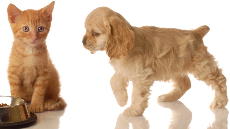 Orange Kitten and Cocker Spaniel Puppy