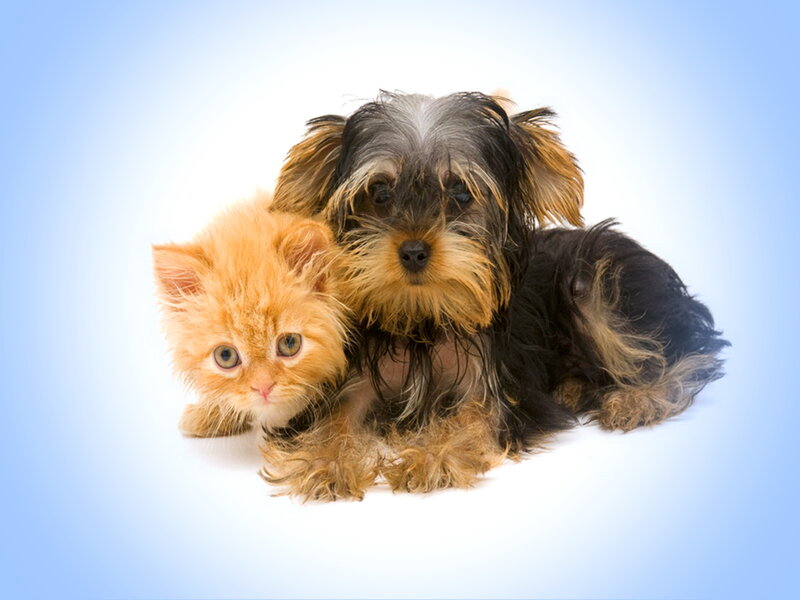 Orange Kitten and Dog — Blue, Calm, Photograph