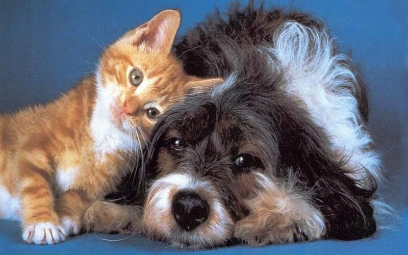 Orange Kitten and Dog — Blue