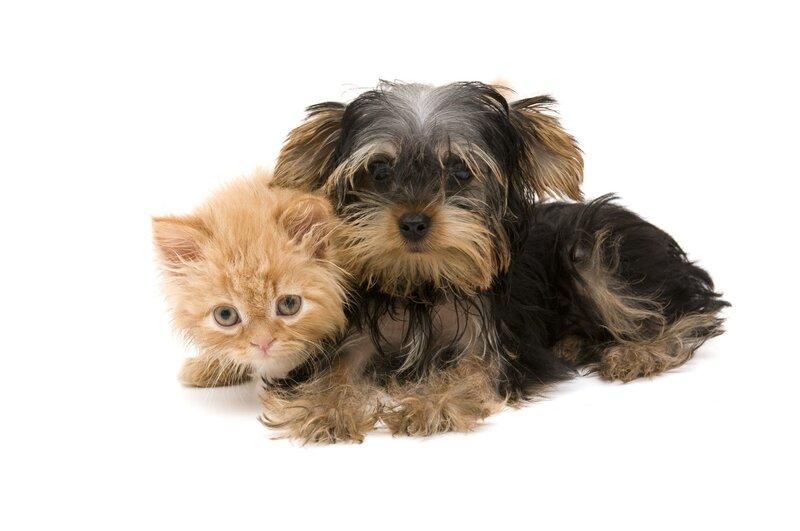 Orange Kitten and Dog