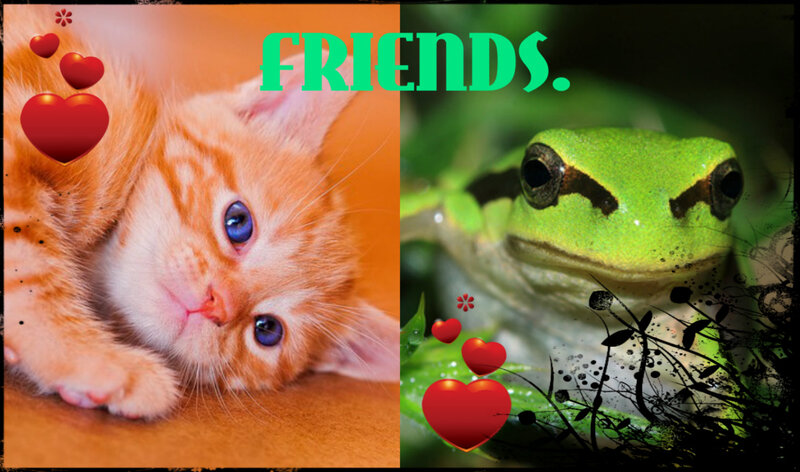 Orange Kitten and Green Frog