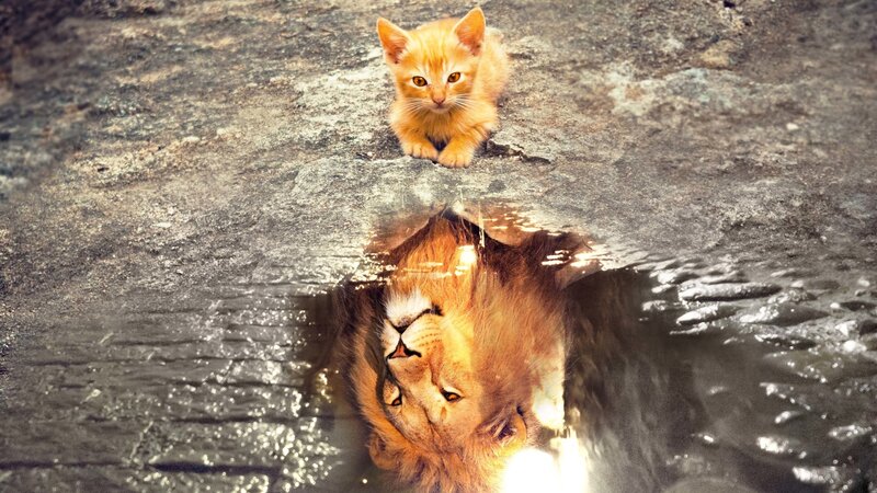 Orange Kitten and Lion Reflection