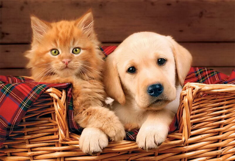 Orange Kitten and Puppy — Brown