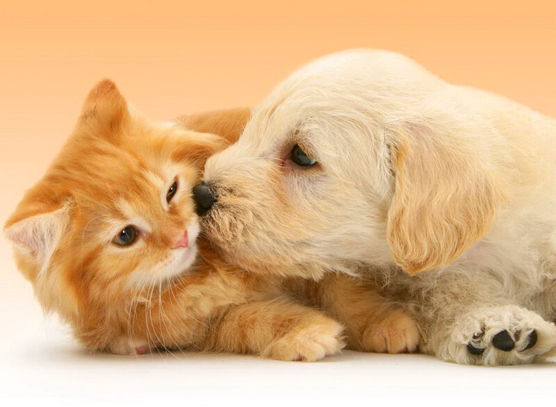 Orange Kitten and Puppy — Calm