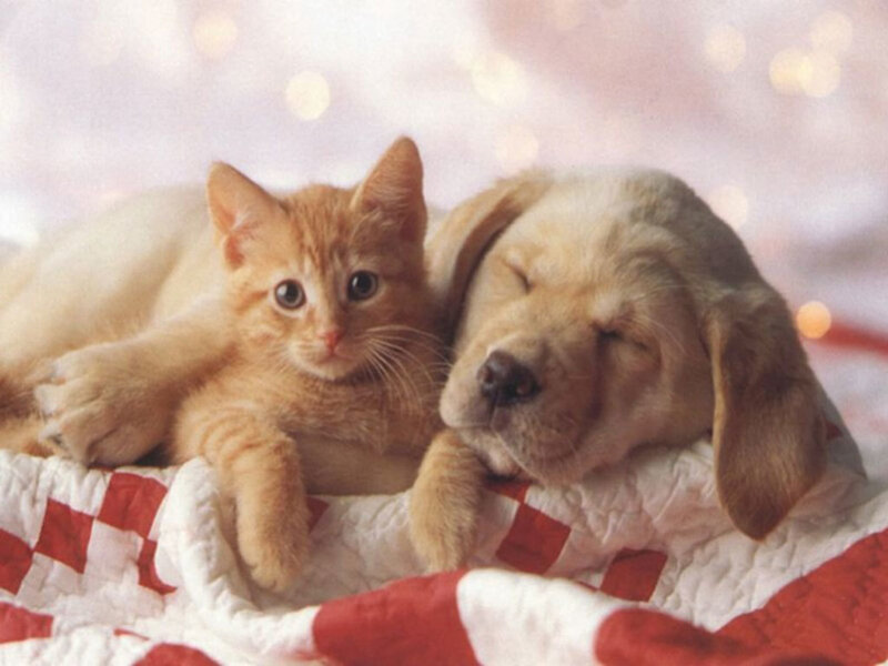 Orange Kitten and Puppy