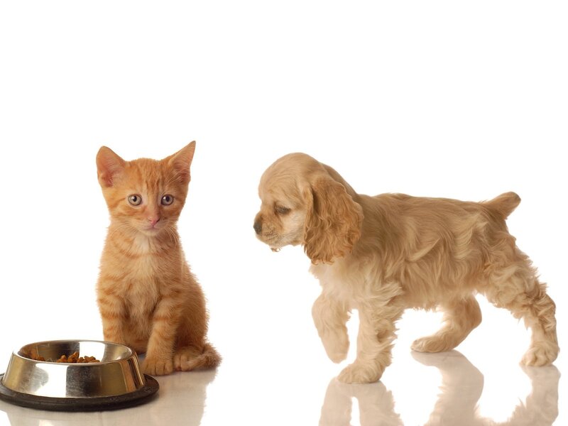 Orange Kitten and Puppy — White