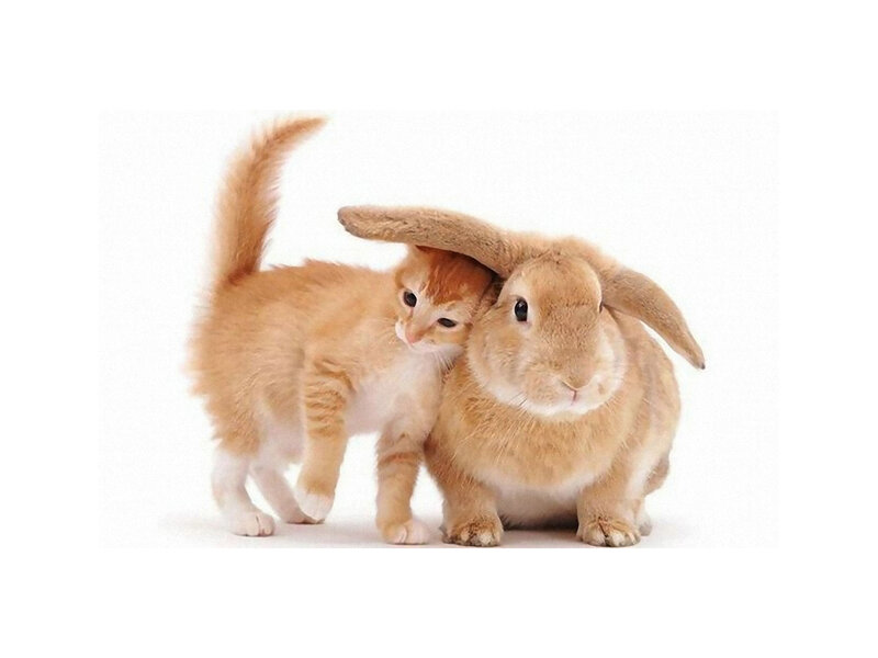 Orange Kitten and Rabbit — Calm, Photograph