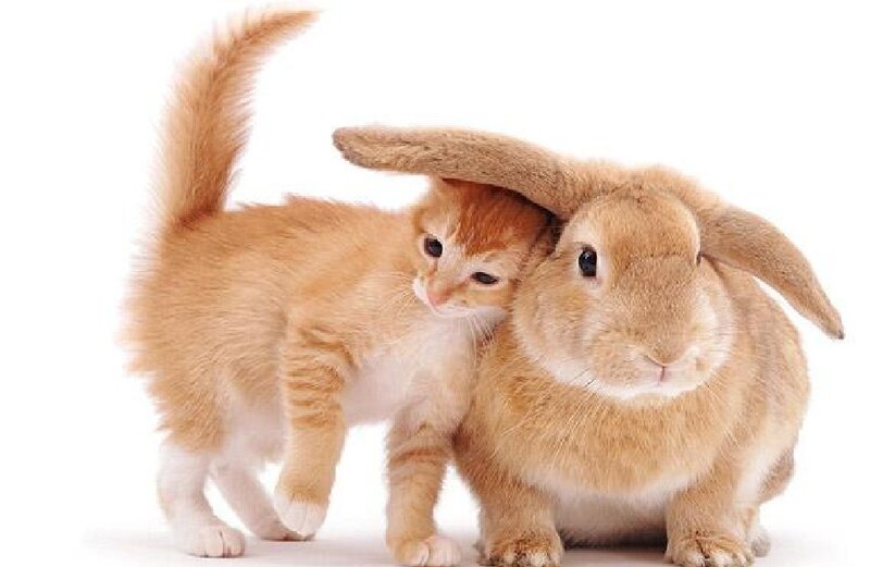 Orange Kitten and Rabbit — Calm, Photograph, White Background