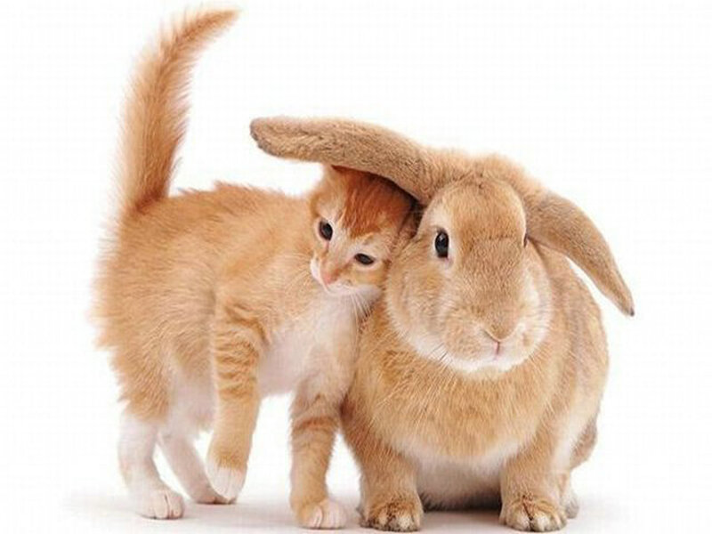 Orange Kitten and Rabbit — Calm