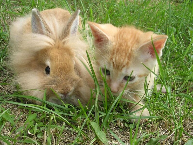 Orange Kitten and Rabbit — Green