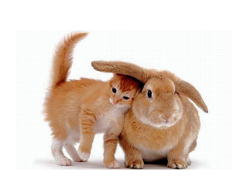Orange Kitten and Rabbit