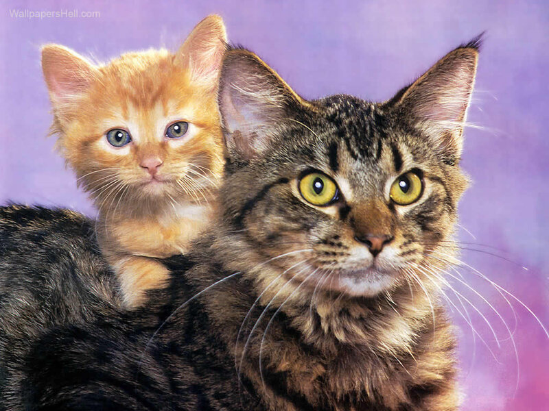 Orange Kitten and Tabby Cat