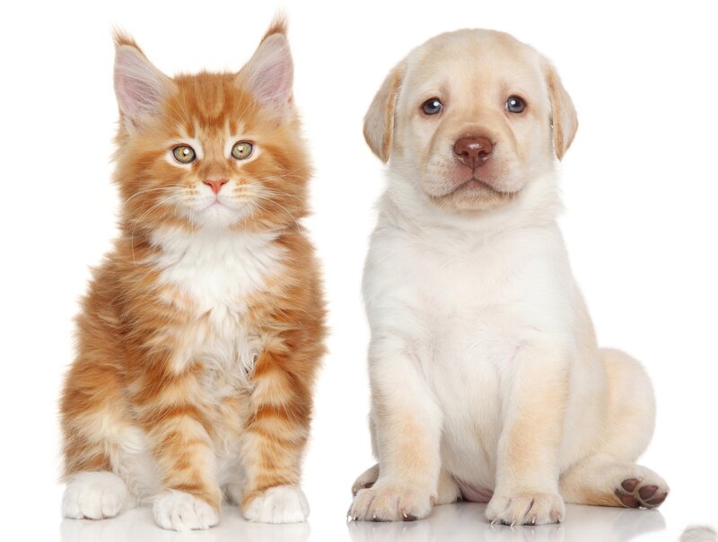 Orange Kitten and Yellow Puppy