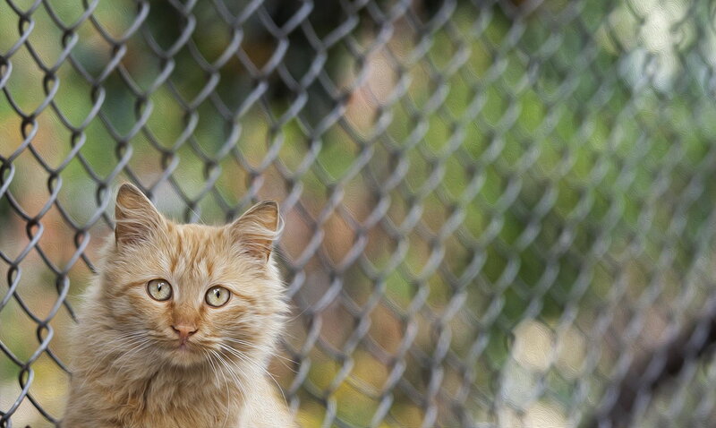 Orange Kitten Behind Fence