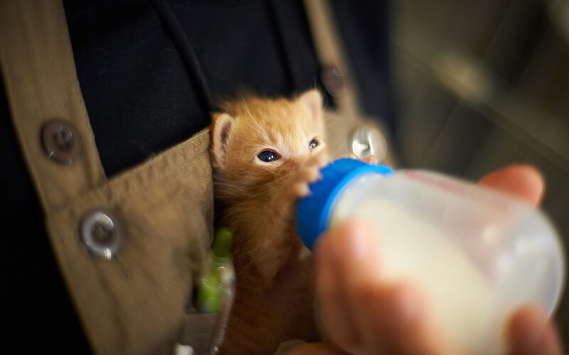 Orange Kitten Being Bottle-fed