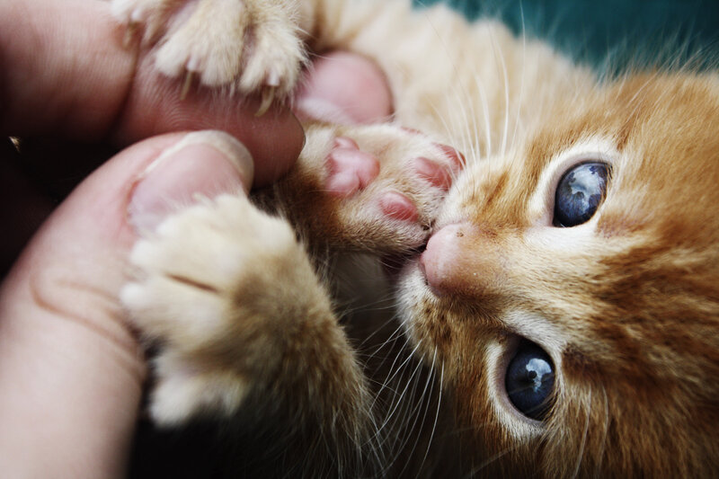 Orange Kitten Being Held — Calm
