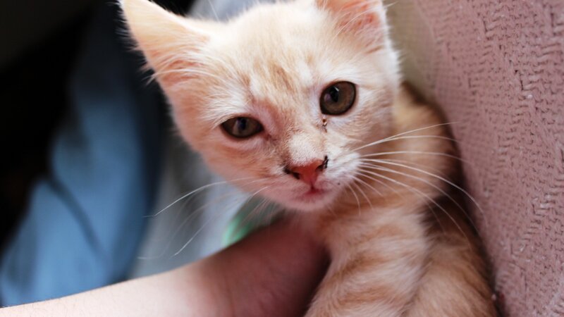 orange kitten being held