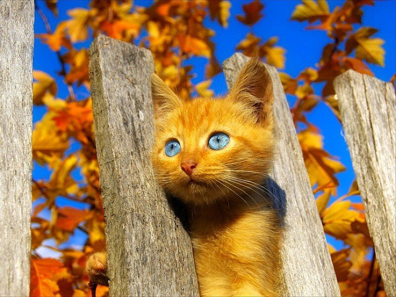 orange kitten between wooden posts
