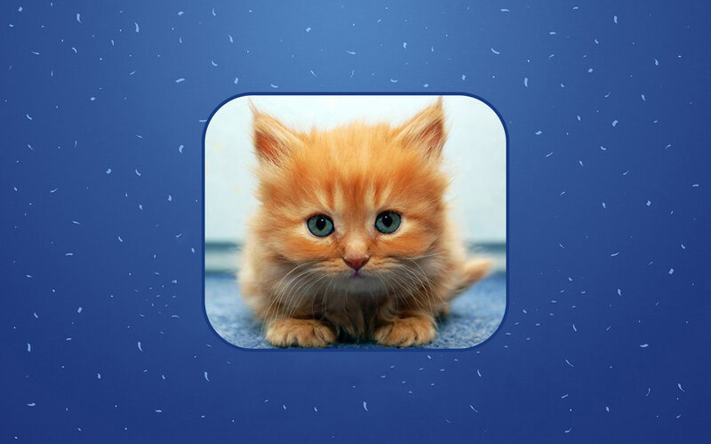 Orange Kitten — Blue, Calm