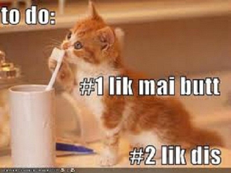 Orange Kitten Brushing Teeth