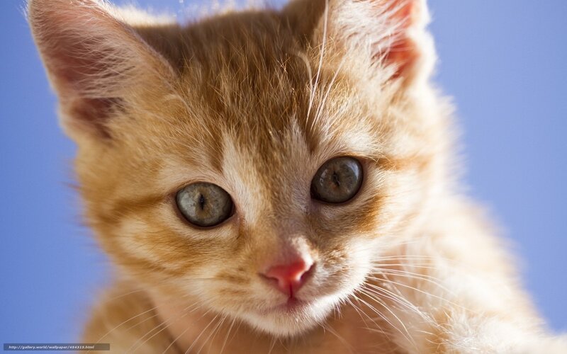 Orange Kitten — Calm, Afternoon
