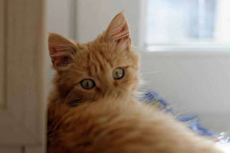 Orange Kitten — Calm, Morning