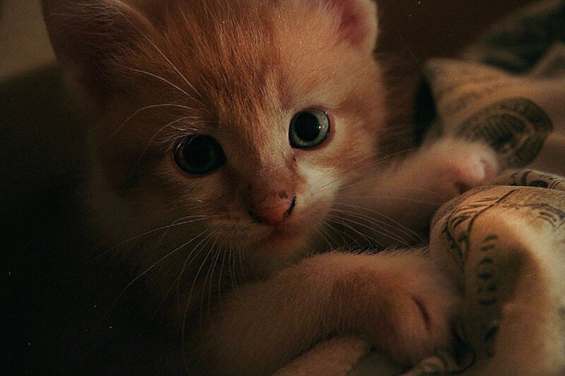 Orange Kitten — Calm, Night