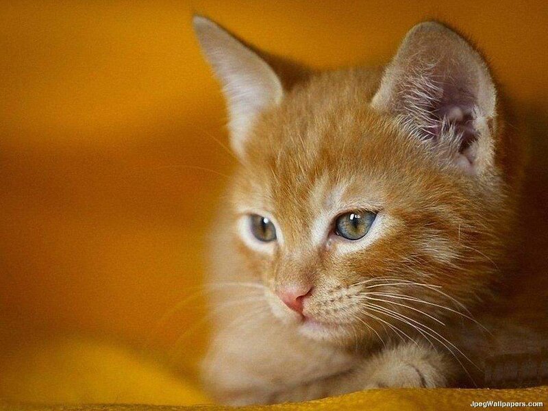 Orange Kitten — Calm