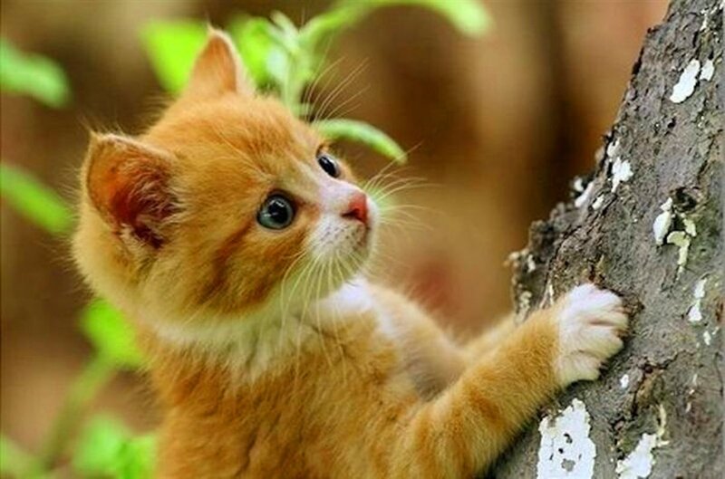 Orange Kitten Climbing
