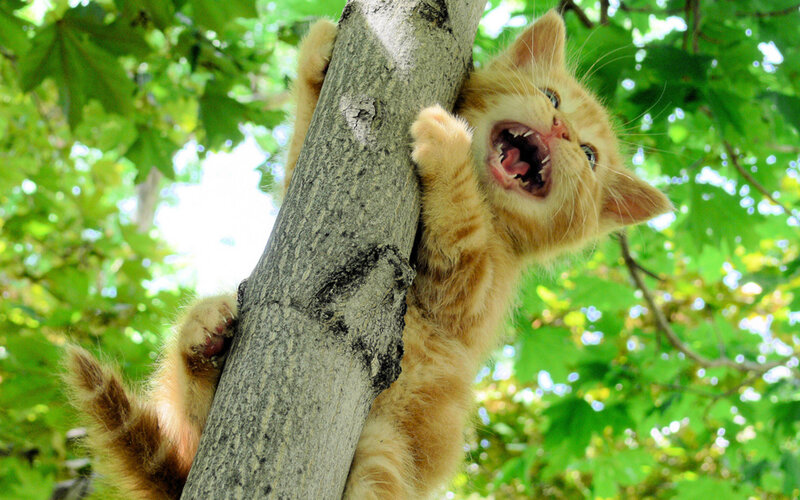 Orange Kitten Climbing Tree — Green