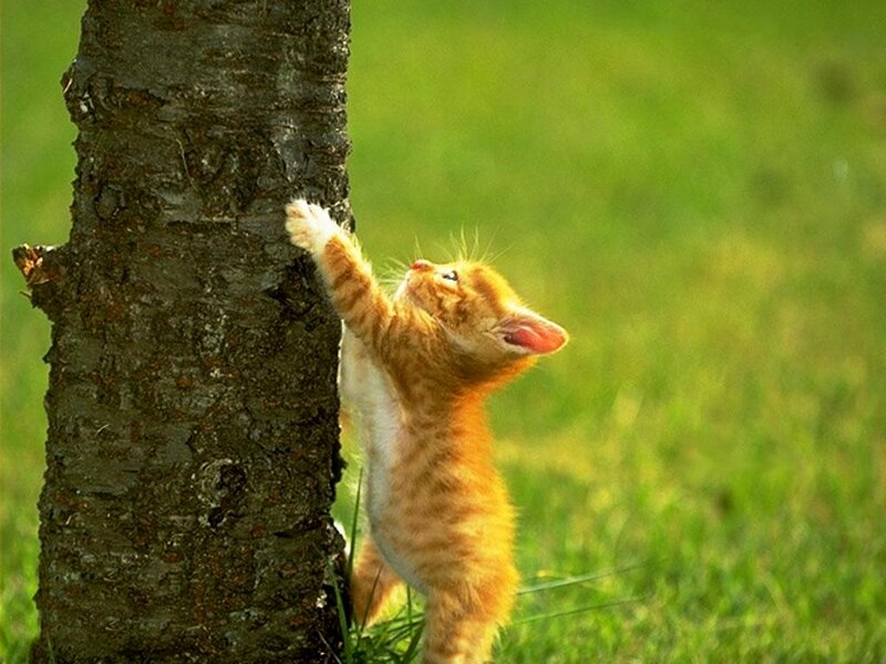 Orange Kitten Climbing Tree — Playful, Afternoon