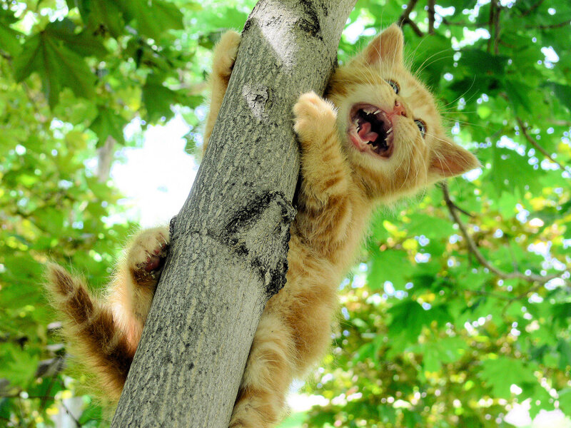 Orange Kitten Climbing Tree — Playful
