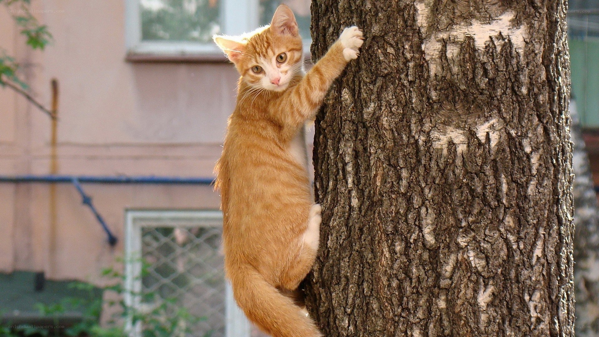 Orange kitten climbing tree