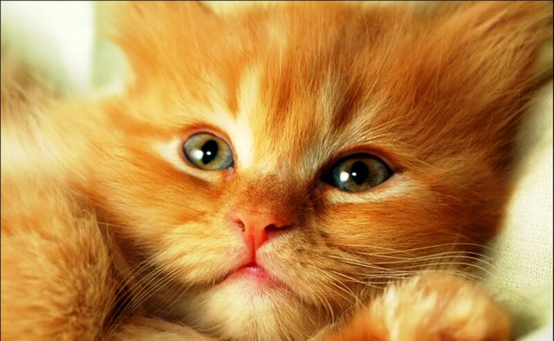 Orange Kitten Close-up