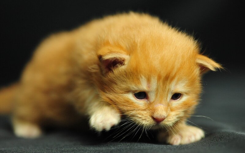 Orange Kitten Crawling