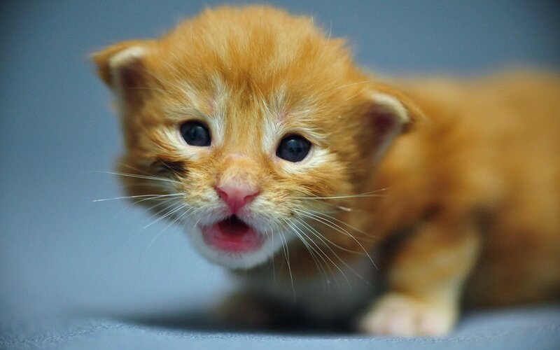 Orange Kitten — Curious