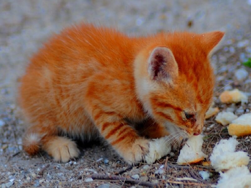 orange kitten eating bread
