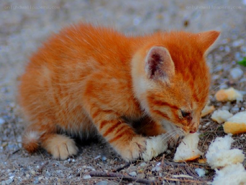 orange kitten eating bread