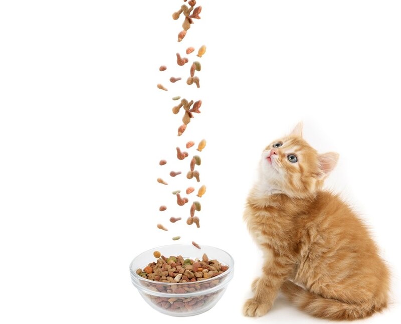 Orange Kitten Eating