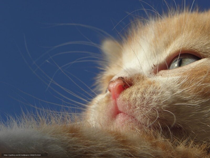 Orange Kitten Face — Calm, Afternoon