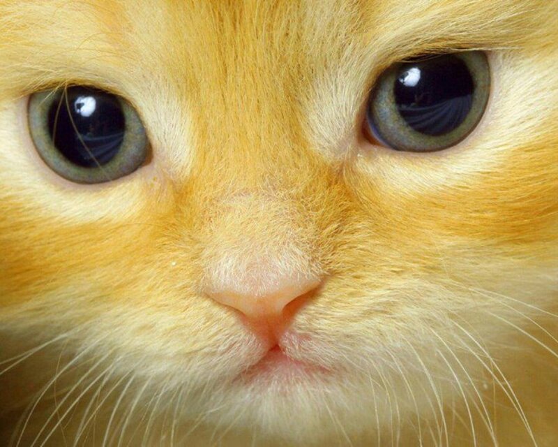 Orange Kitten Face — Calm
