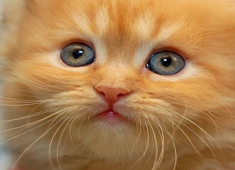 Orange Kitten Face — Innocent